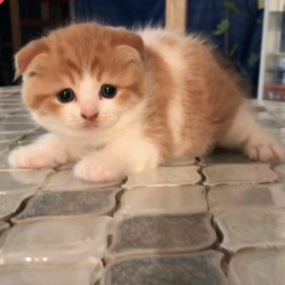 スコティッシュフォールド