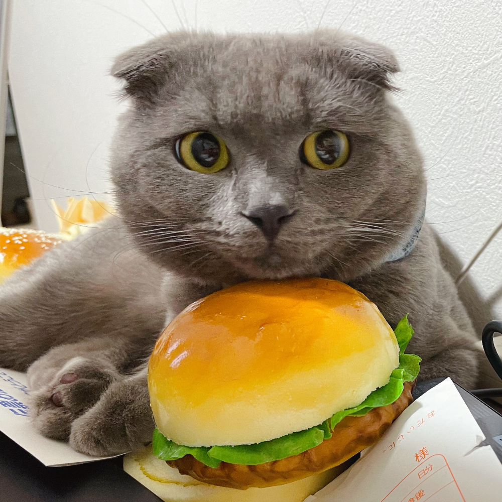 スコティッシュフォールド