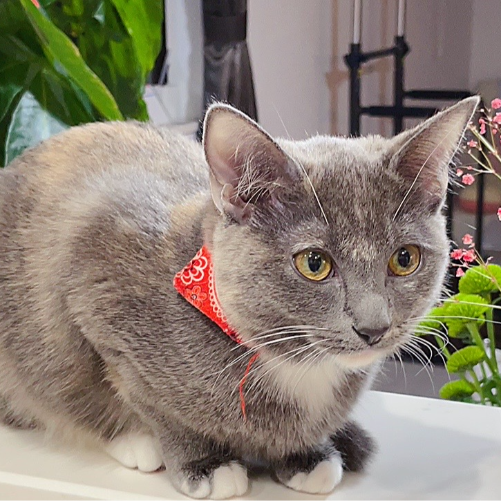 スコティッシュフォールド