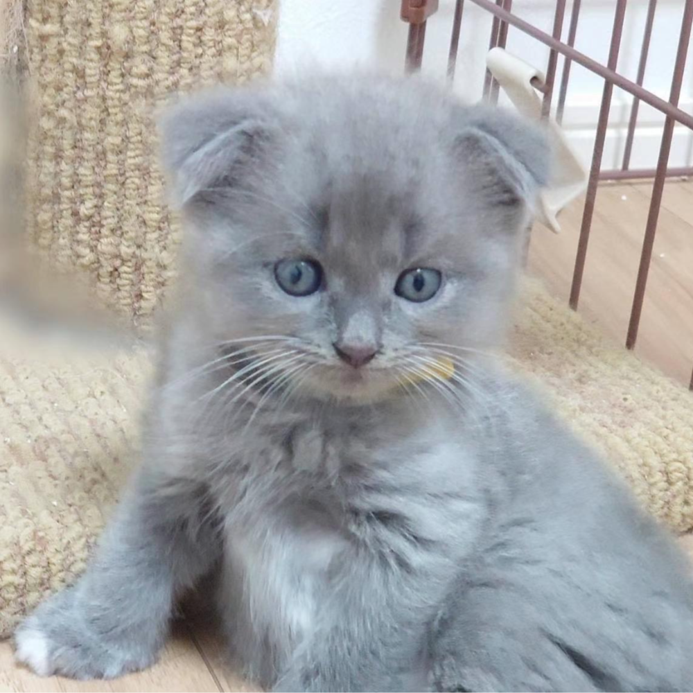 スコティッシュフォールド