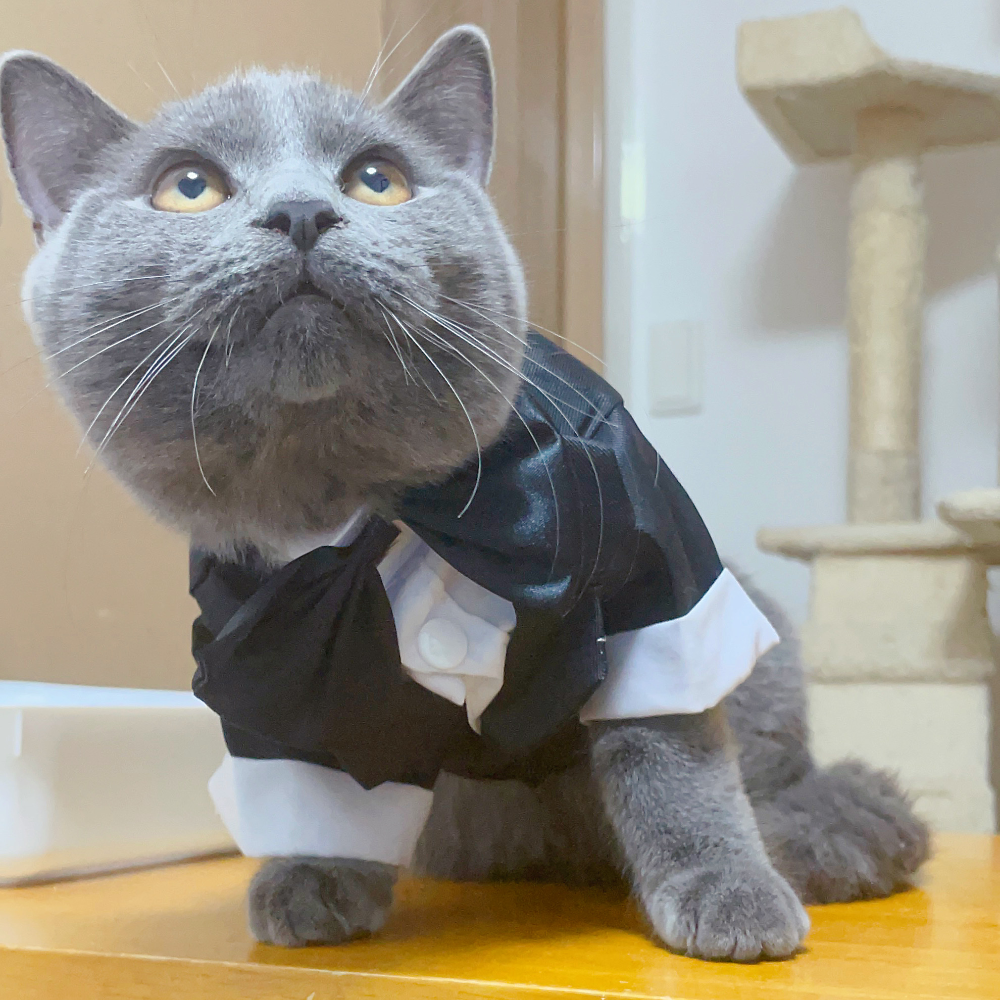 スコティッシュフォールド