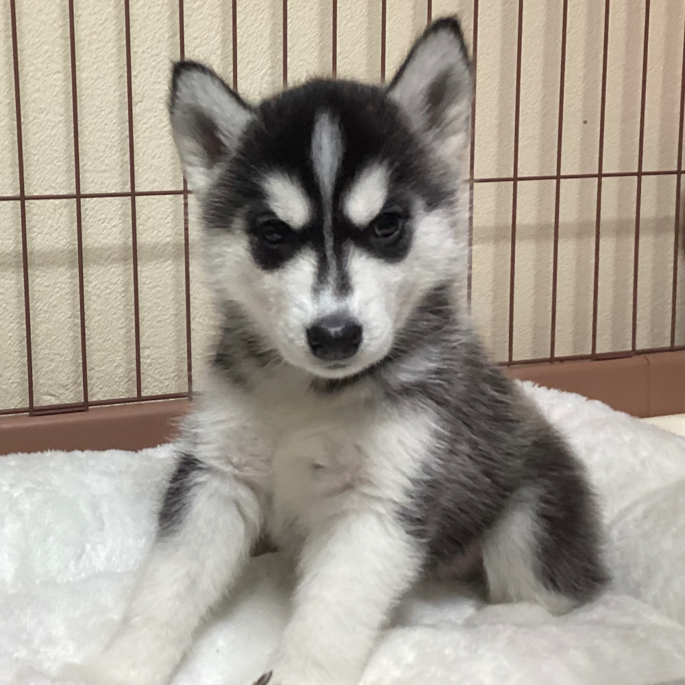 シベリアン・ハスキー