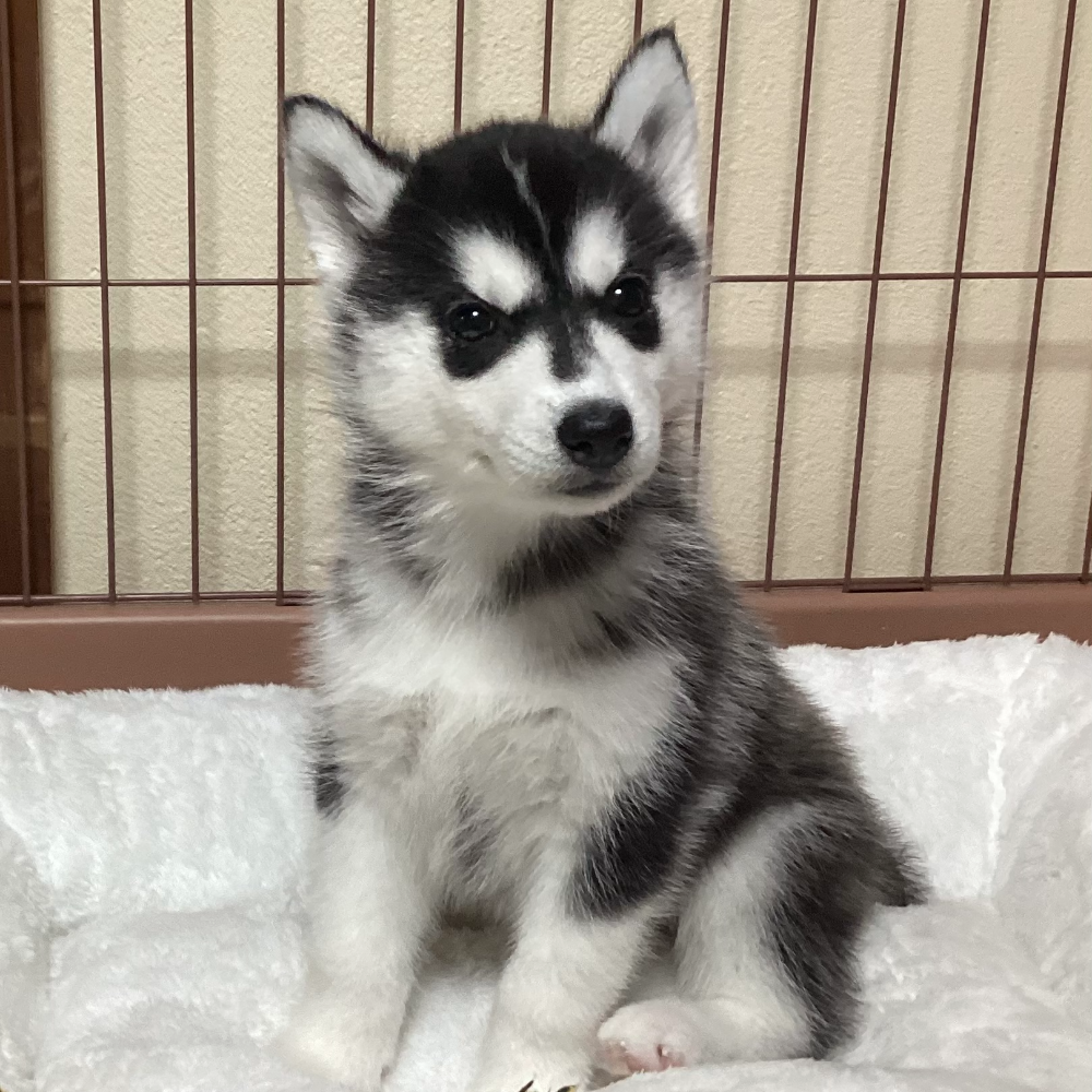 シベリアン・ハスキー