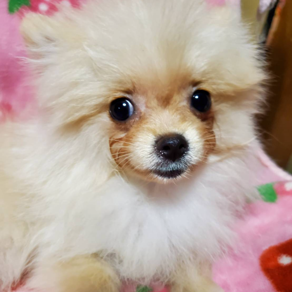 ポメラニアン