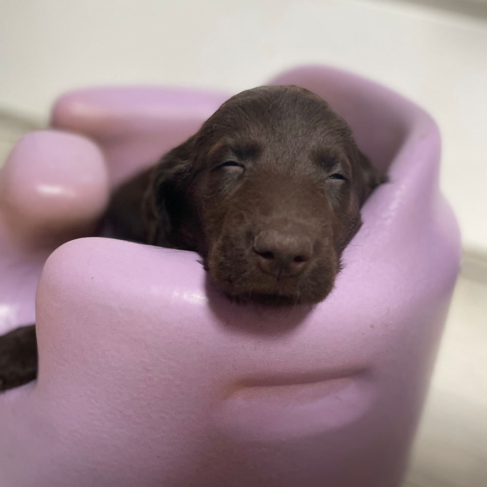 フラットコーテッド・レトリーバー