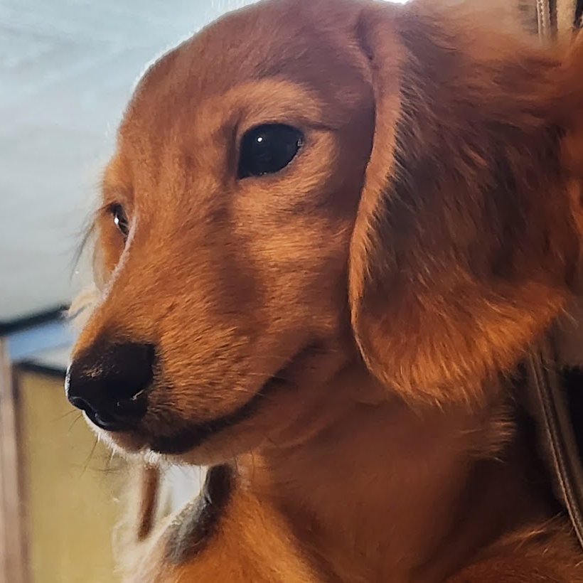 ミニチュア・ダックスフンド