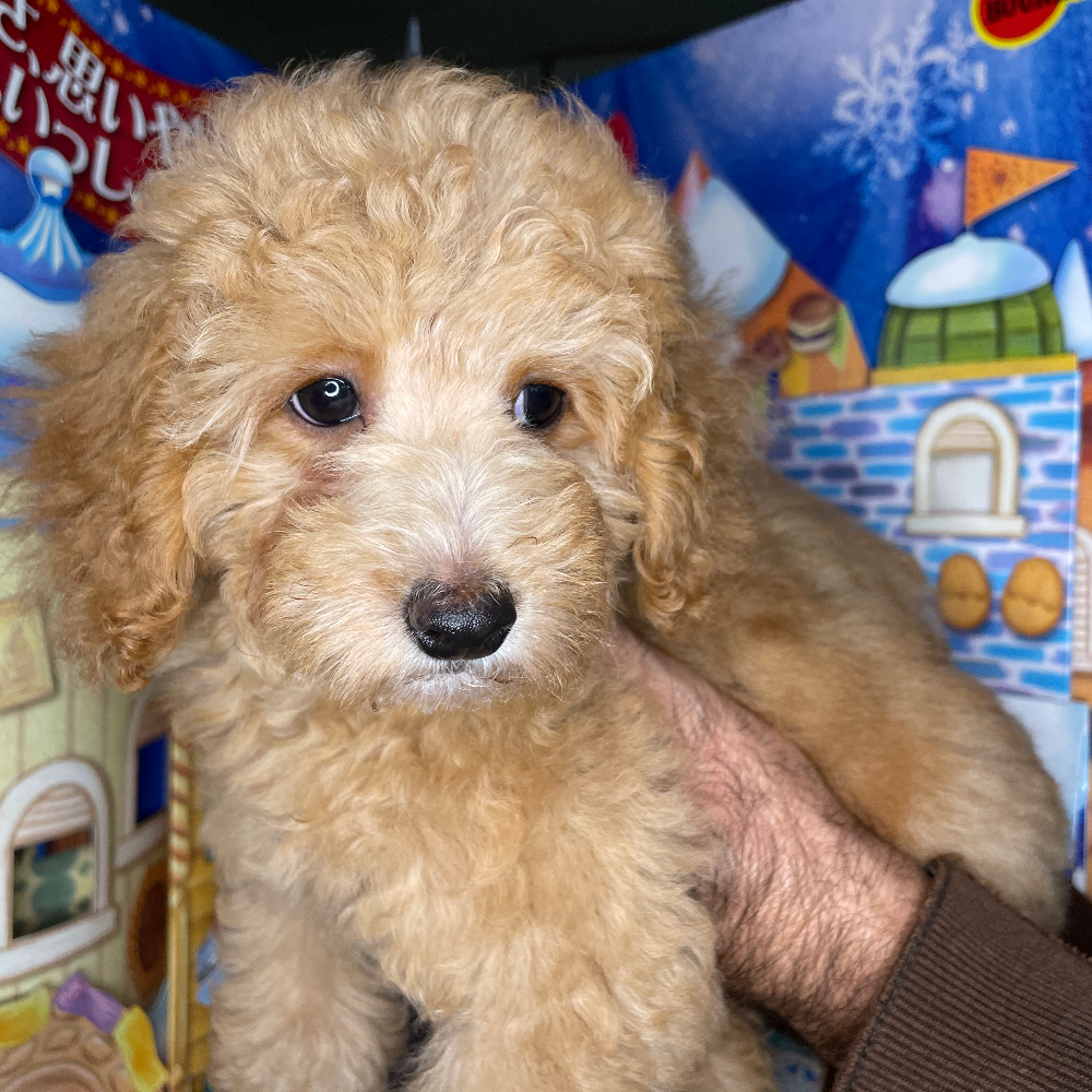 トイ・プードル