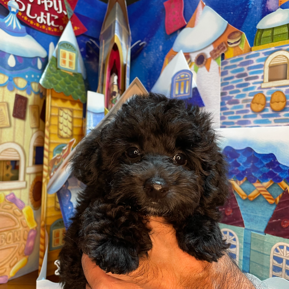 トイ・プードル