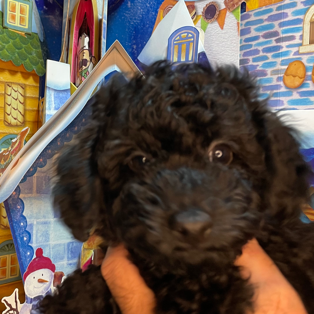 トイ・プードル