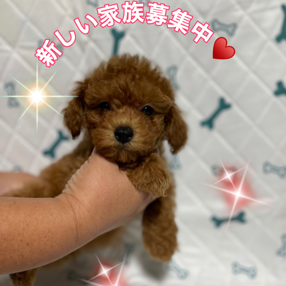 トイ・プードル