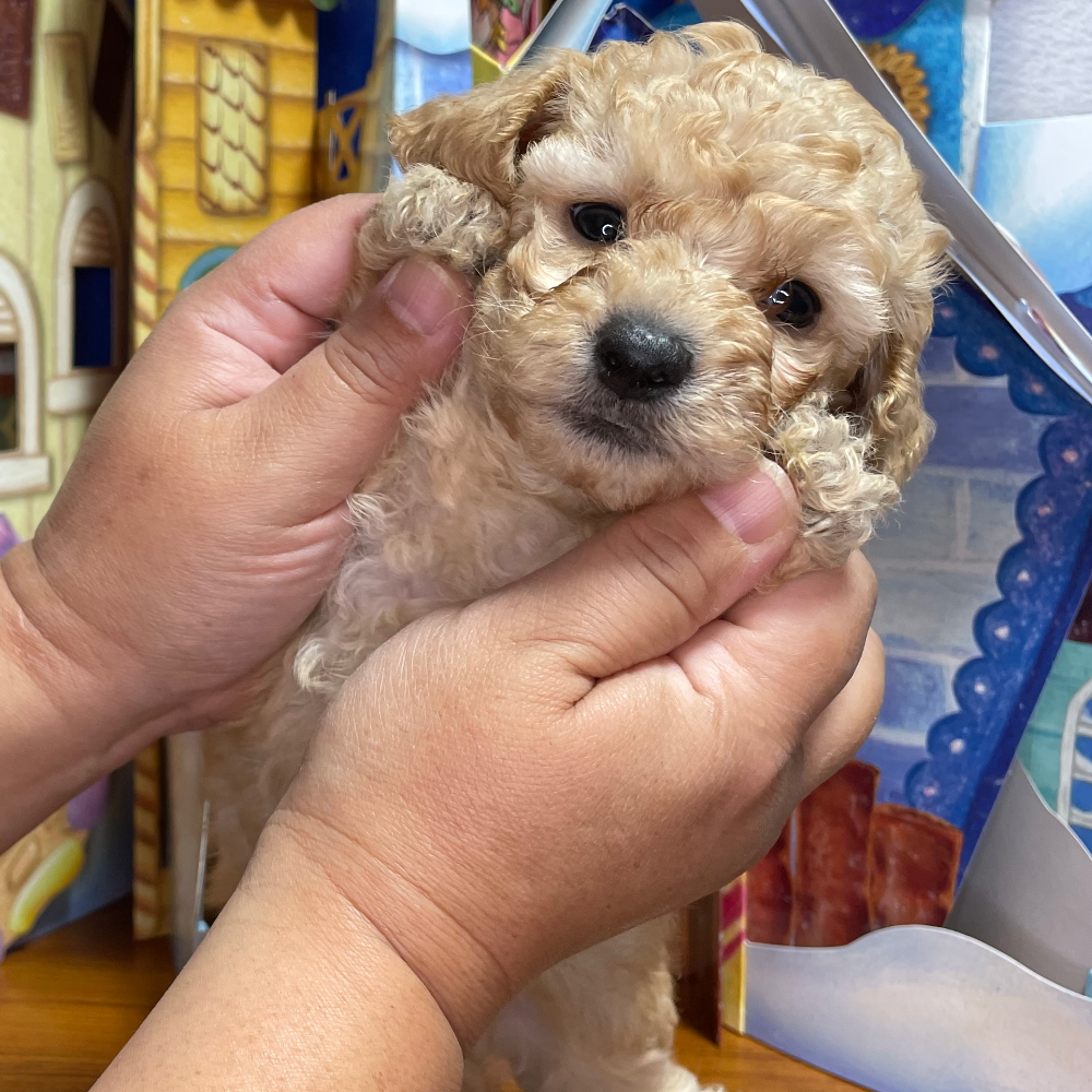 トイ・プードル