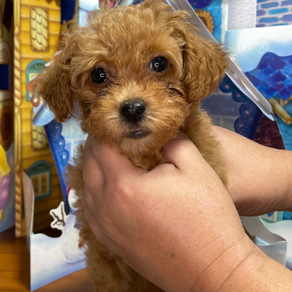 トイ・プードル