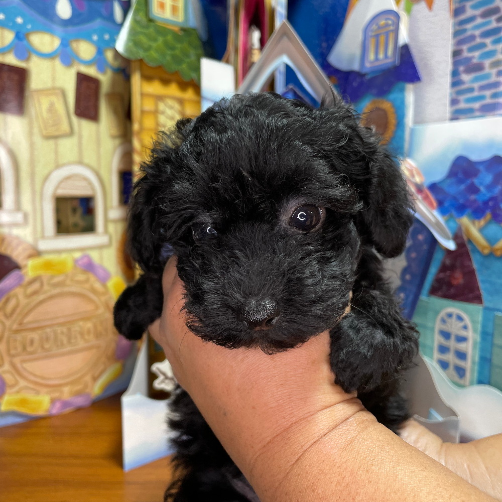 トイ・プードル