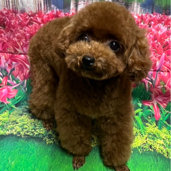 トイ・プードル