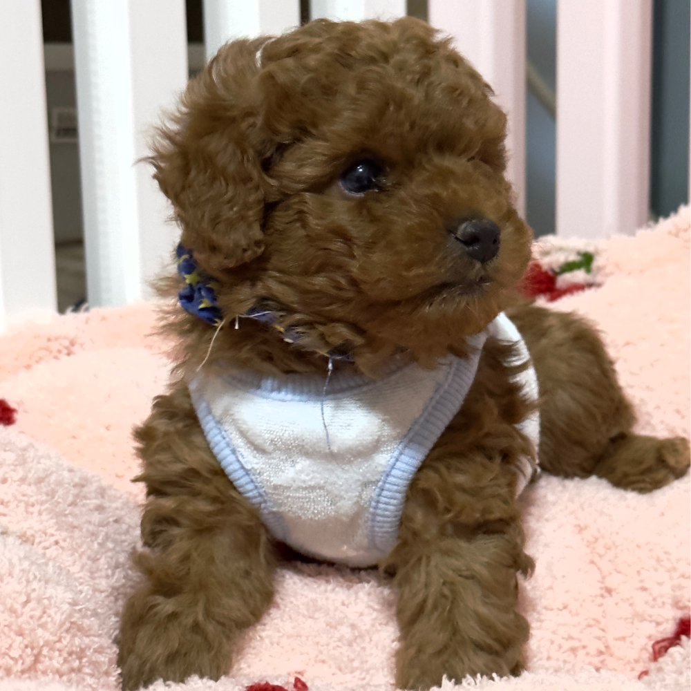 トイ・プードル