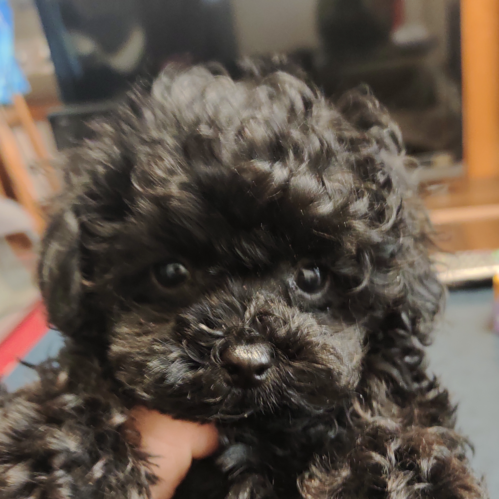 トイ・プードル