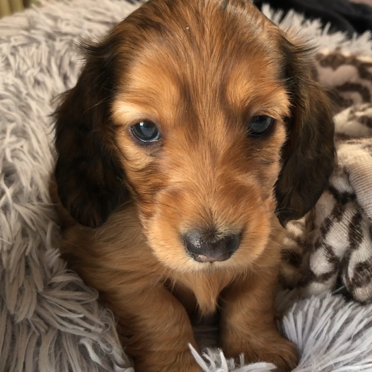 ミニチュア・ダックスフンド