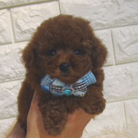 トイ・プードル