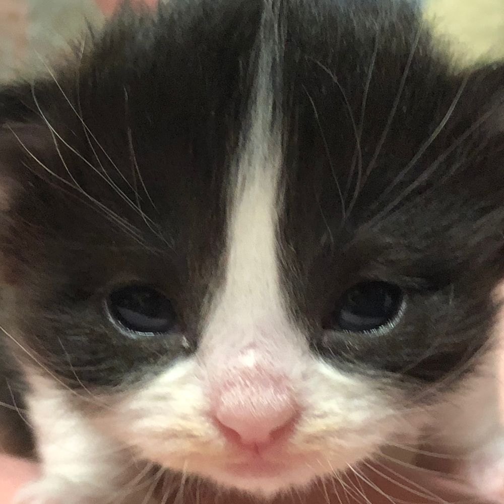 ノルウェジアン・フォレスト・キャット