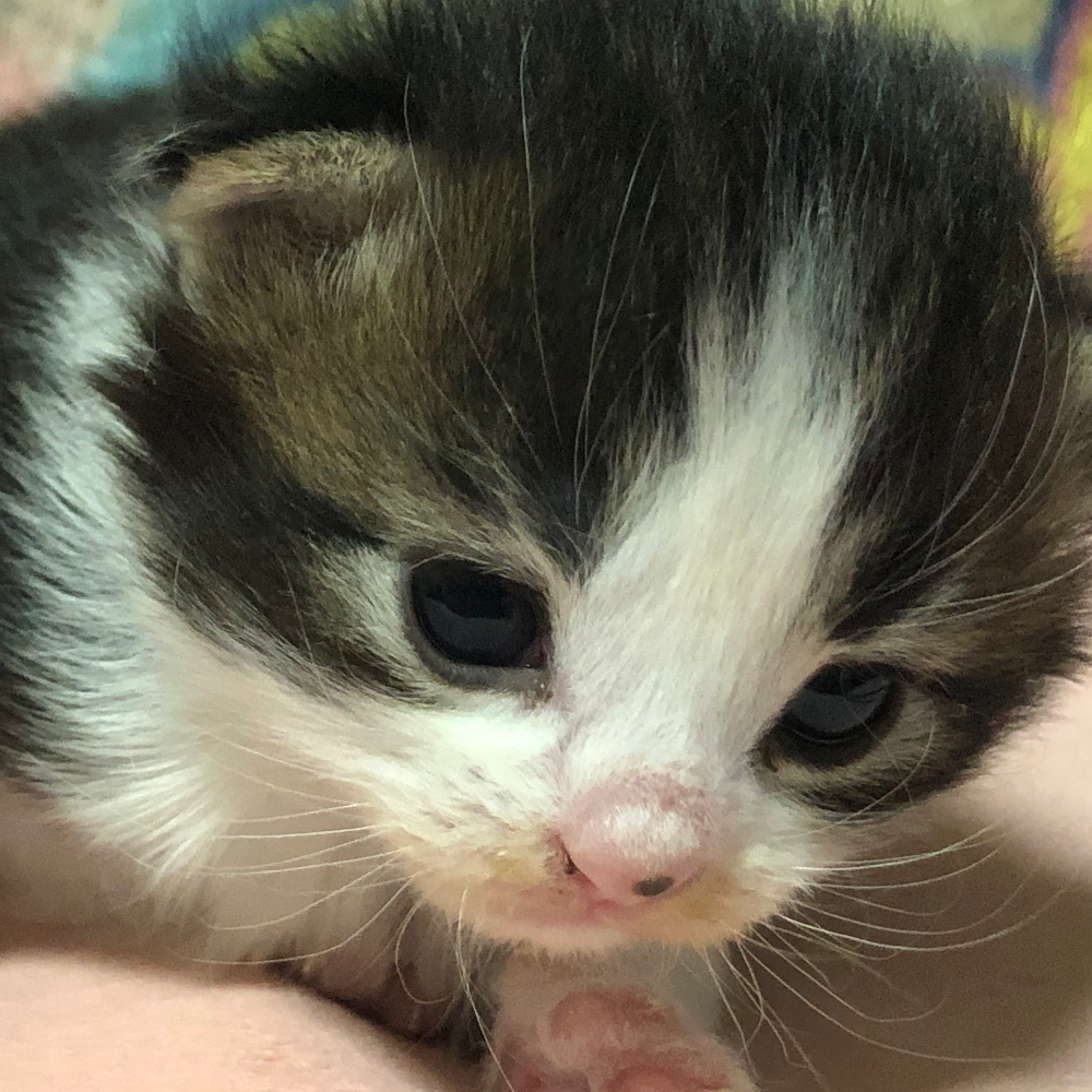 ノルウェジアン・フォレスト・キャット