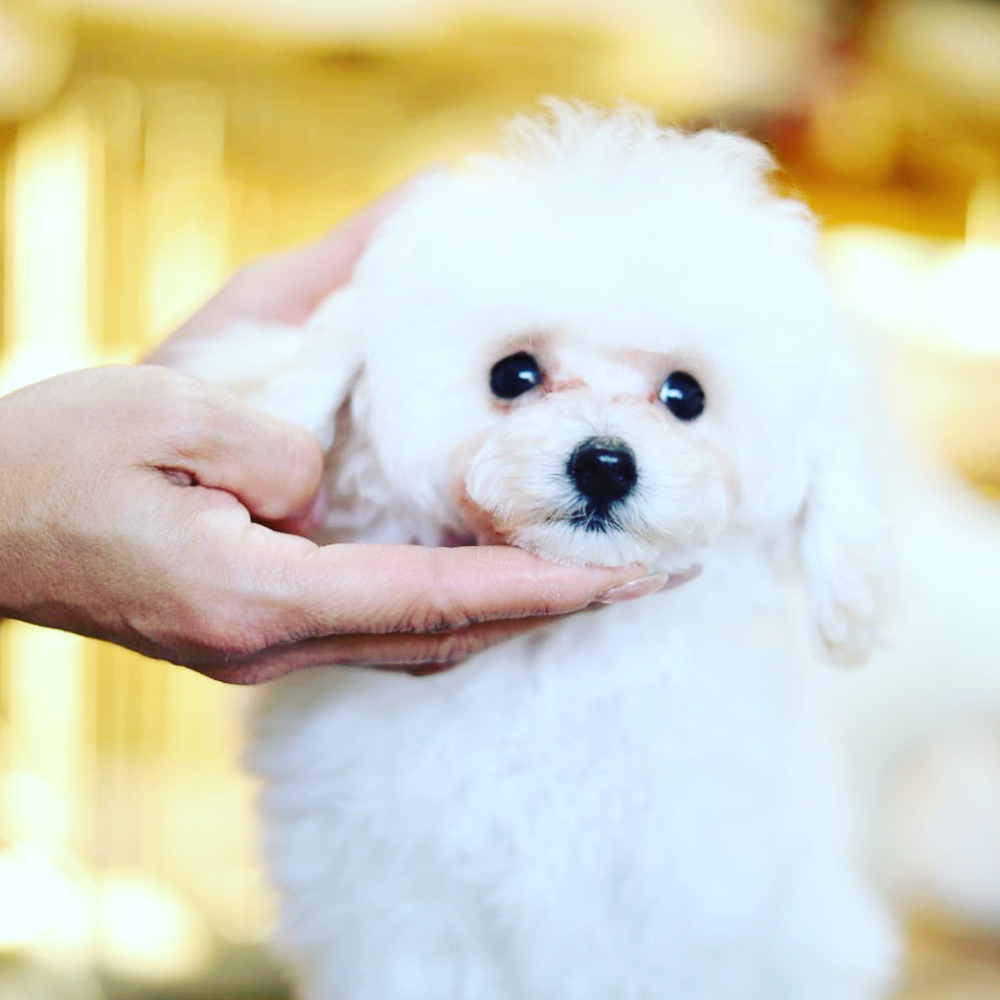 トイ・プードル