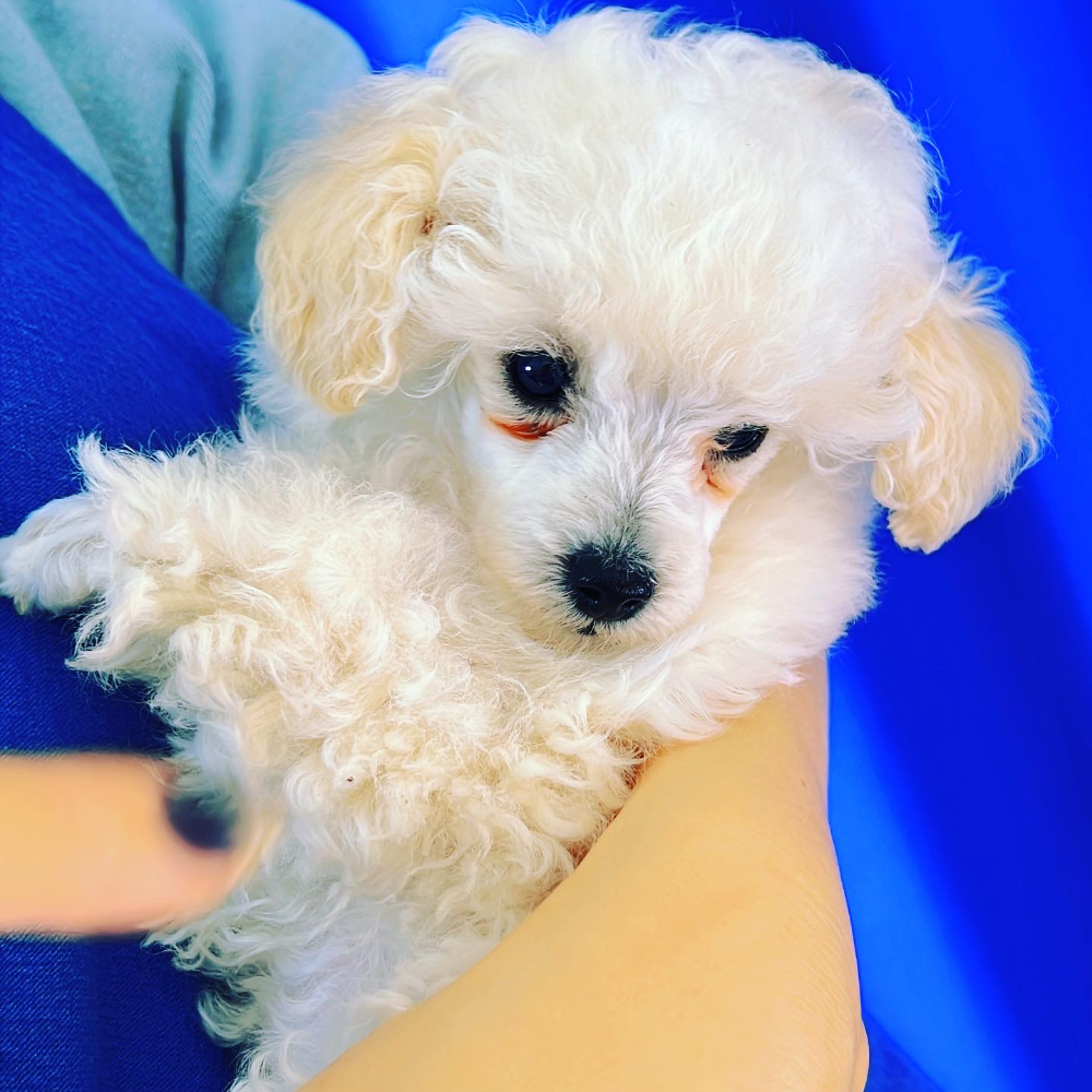 トイ・プードル