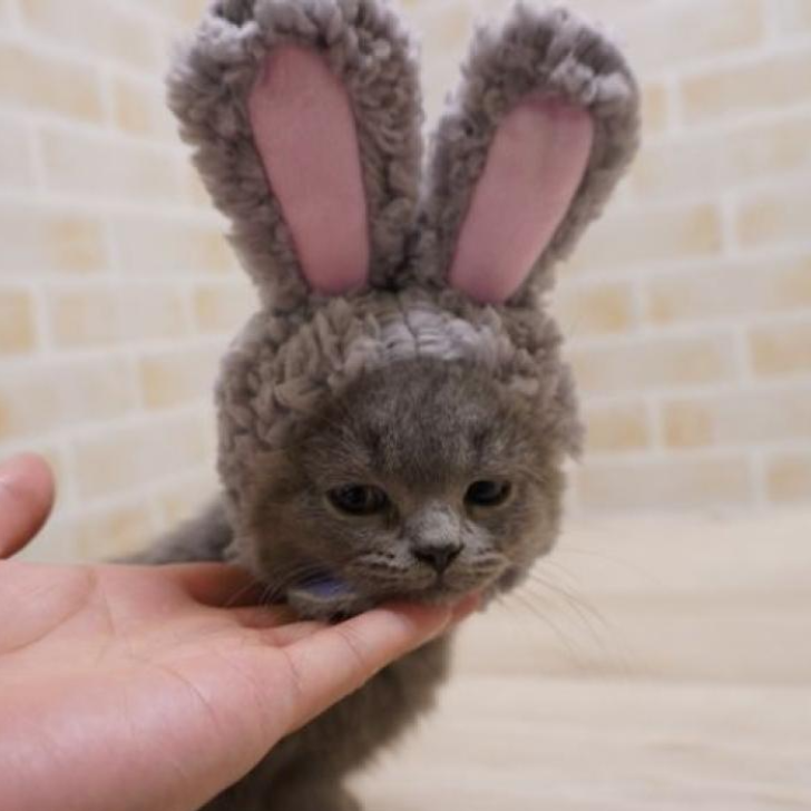 ブリティッシュショートヘア