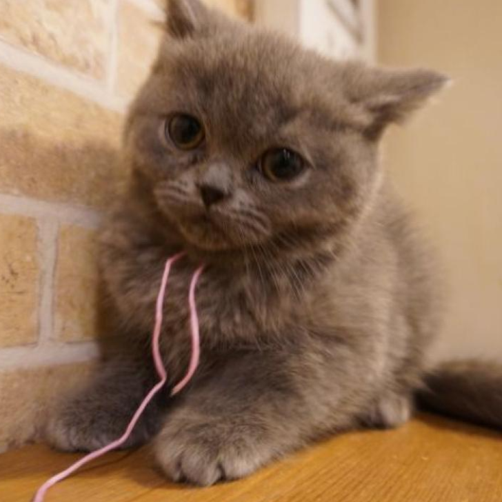 ブリティッシュショートヘア