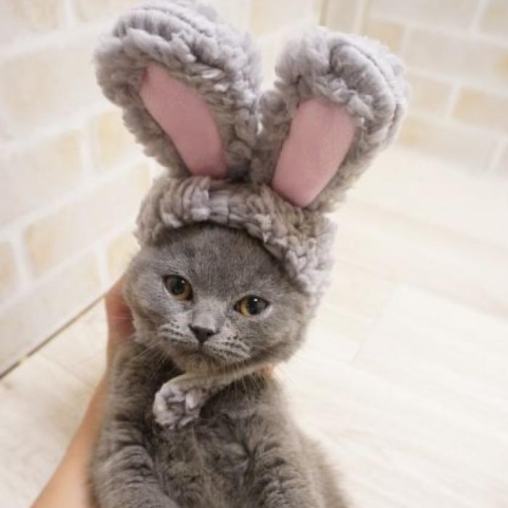 ブリティッシュショートヘア