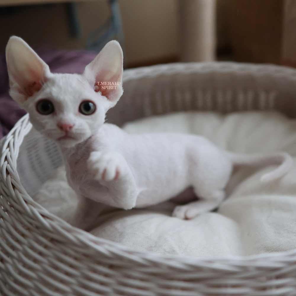 デボンレックス