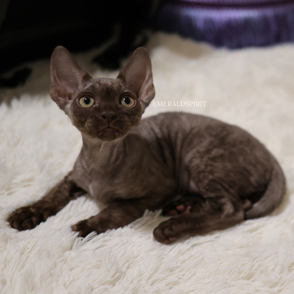 デボンレックス