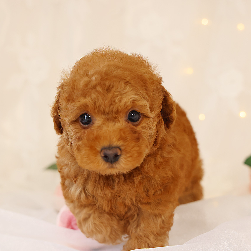 トイ・プードル