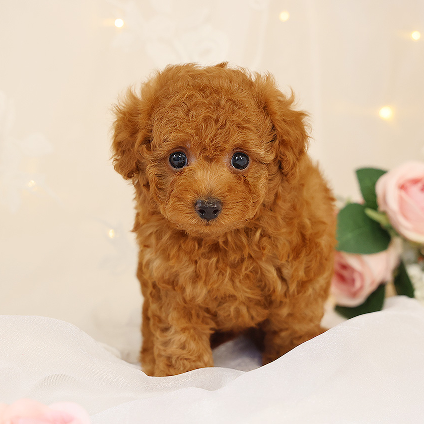 トイ・プードル