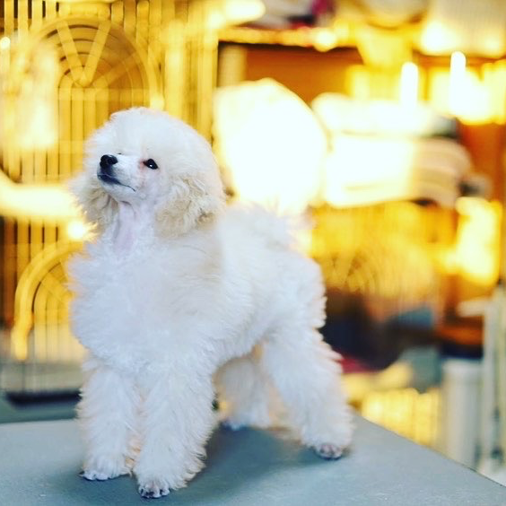 トイ・プードル