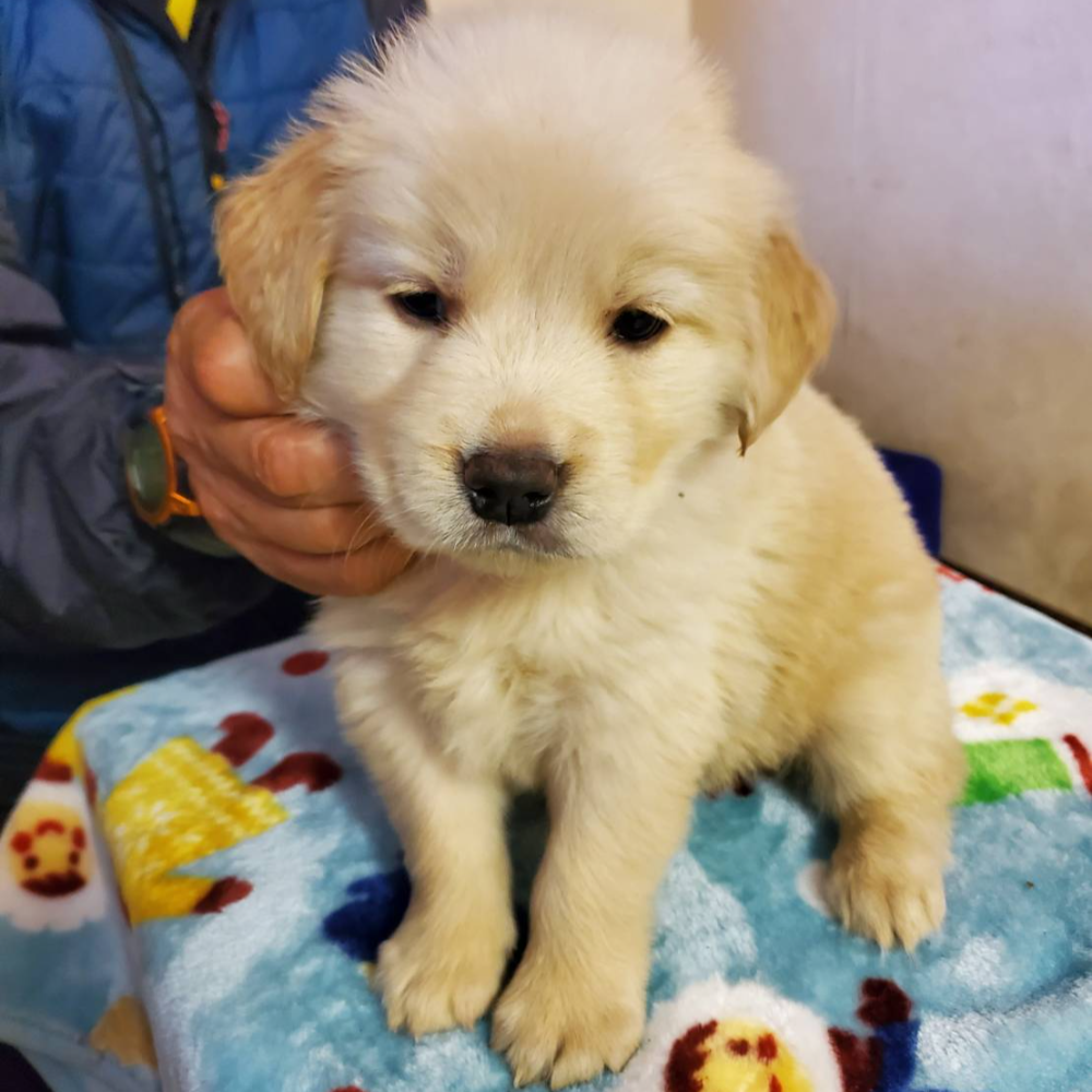 ゴールデン・レトリーバー