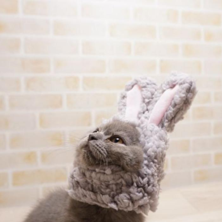 ブリティッシュショートヘア