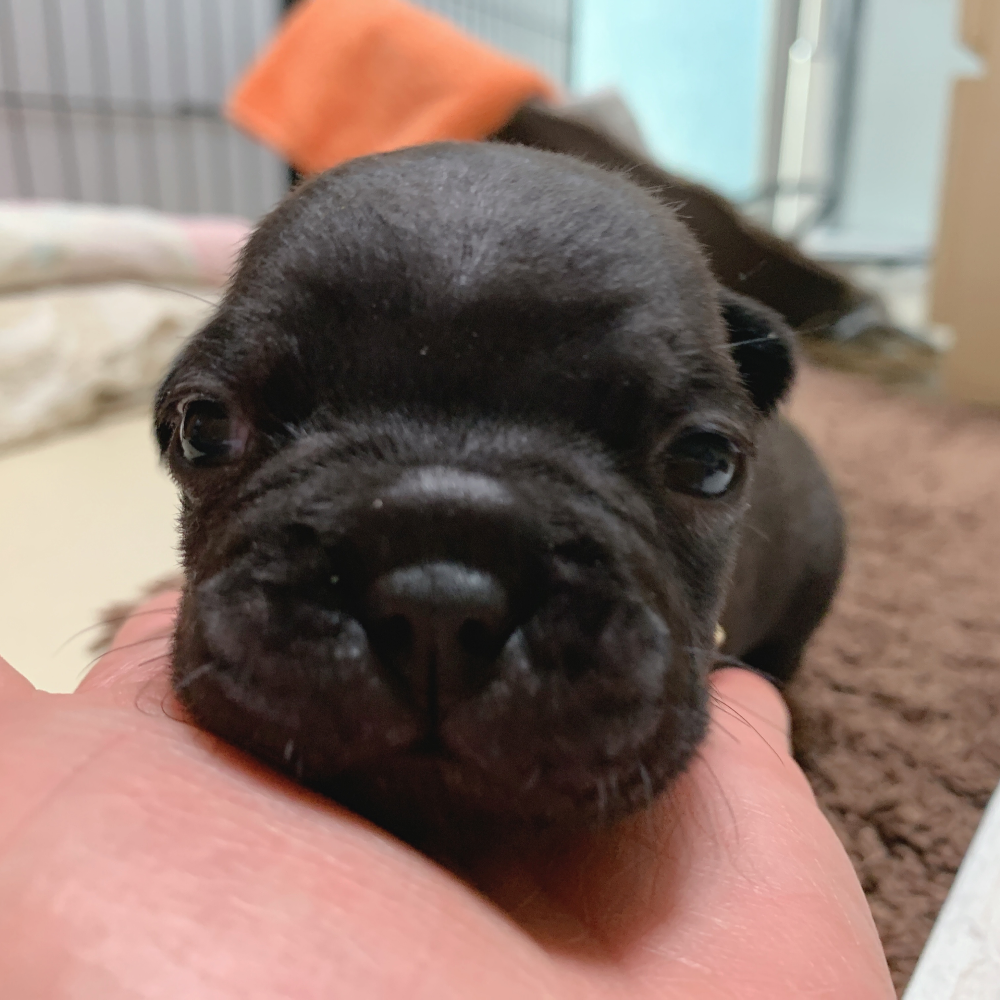 フレンチ・ブルドッグ