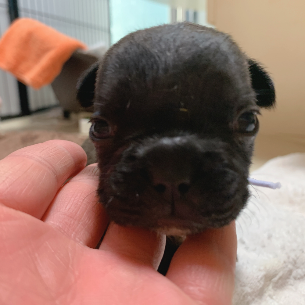 フレンチ・ブルドッグ