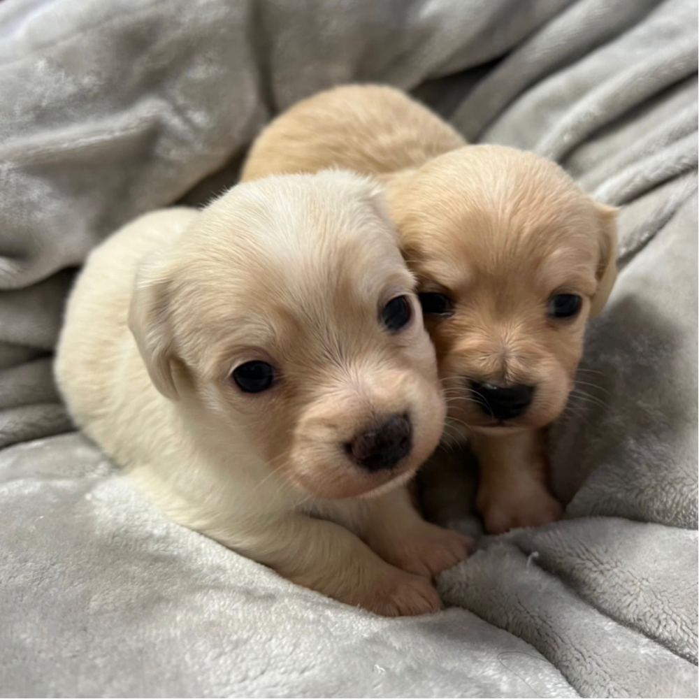 雑種（犬）(小型)