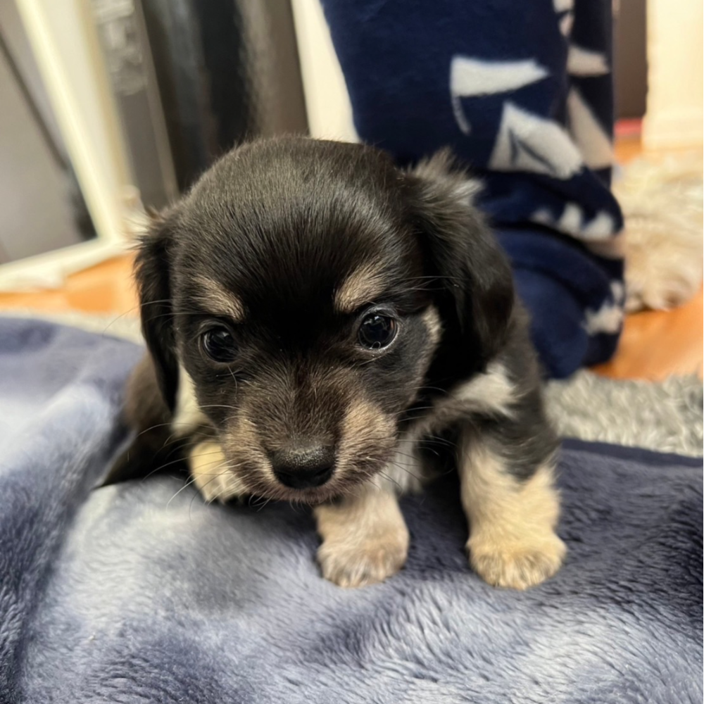 雑種（犬）(小型)