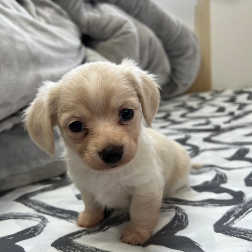 雑種（犬）(小型)