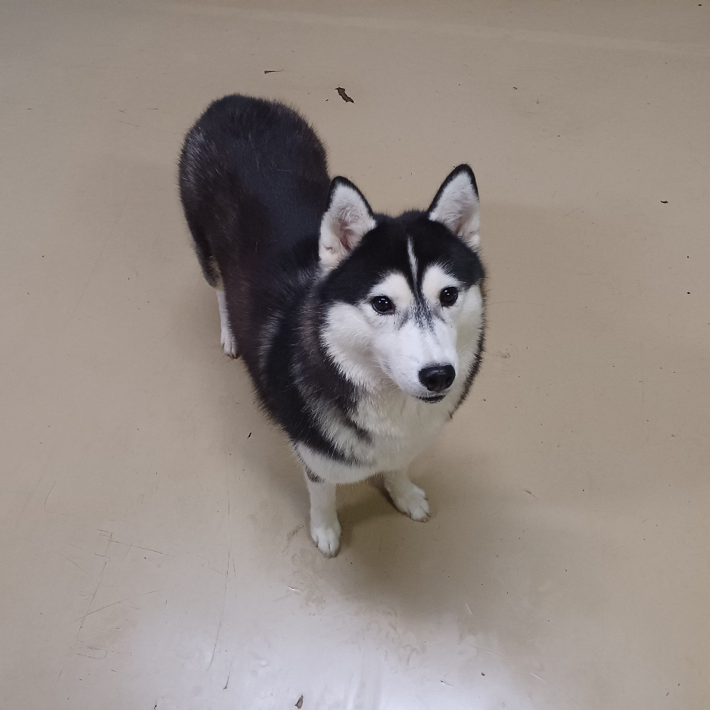 シベリアン・ハスキー