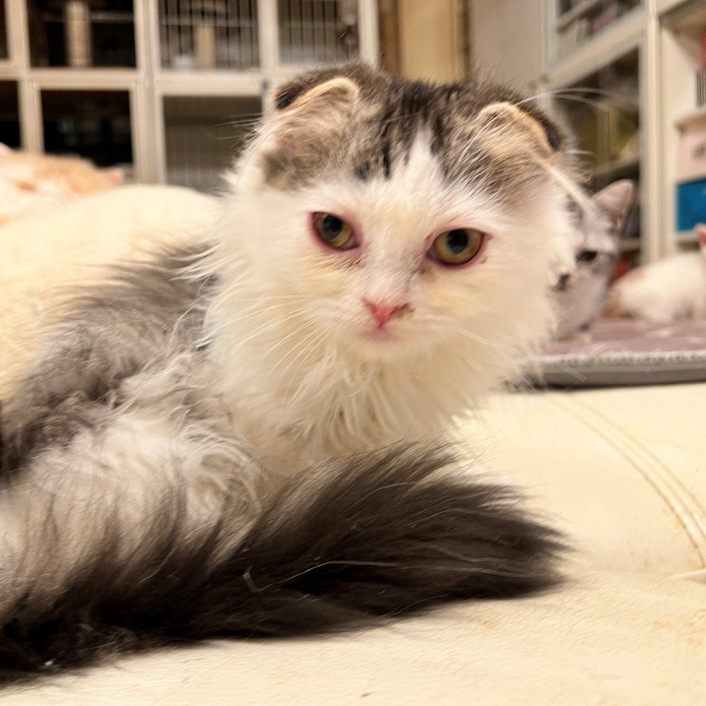 スコティッシュフォールド