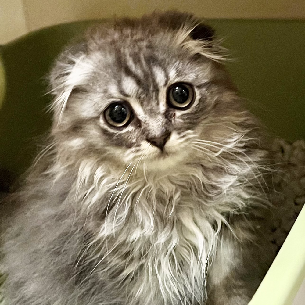 スコティッシュフォールド