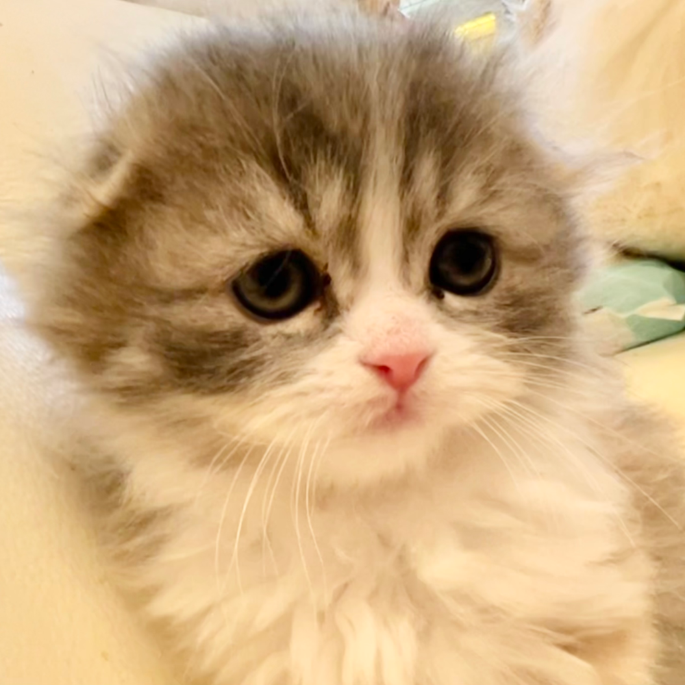 スコティッシュフォールド