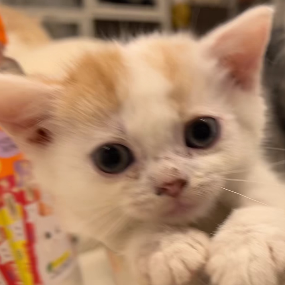 スコティッシュフォールド