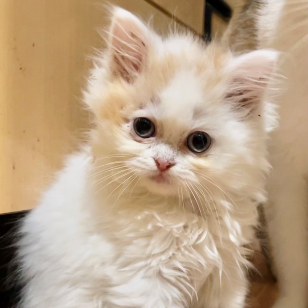 スコティッシュフォールド