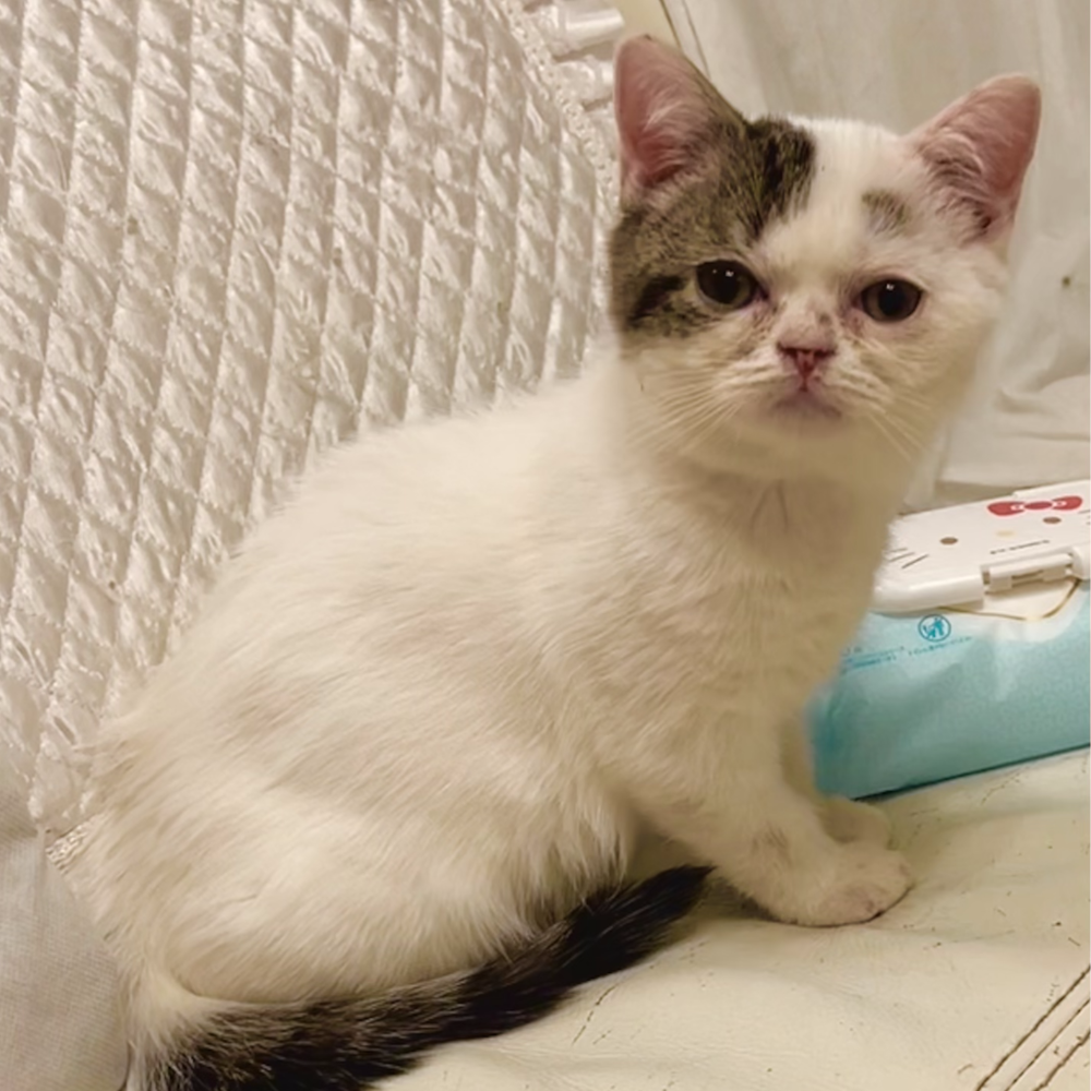 スコティッシュフォールド