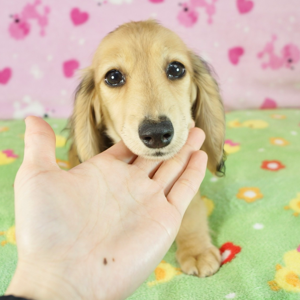 ミニチュア・ダックスフンド