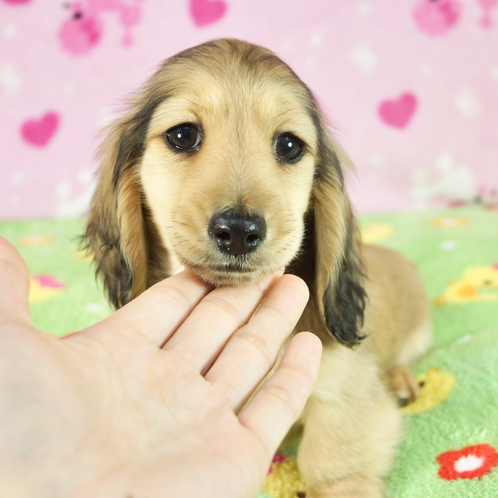 ミニチュア・ダックスフンド